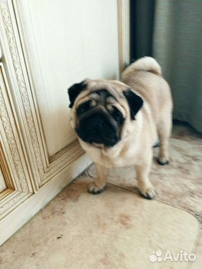 Мопс вязка мальчик
