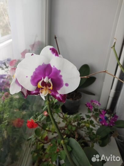 Орхидея фаленопсис