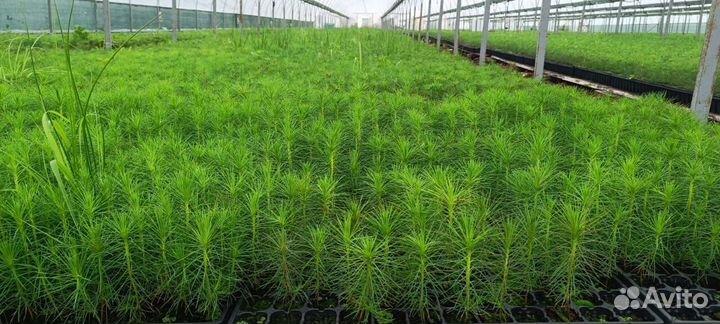 Саженцы ели окс от производителя