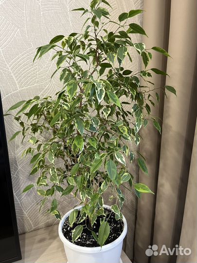 Фикус бенджамина