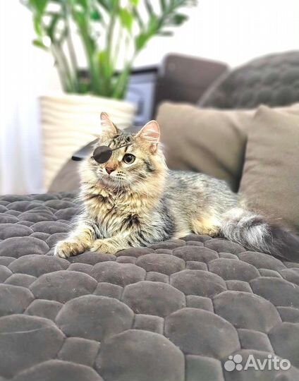 Норвежская лесная