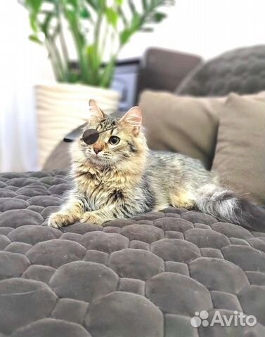 Норвежская лесная