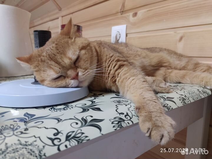 Лежак для кошки