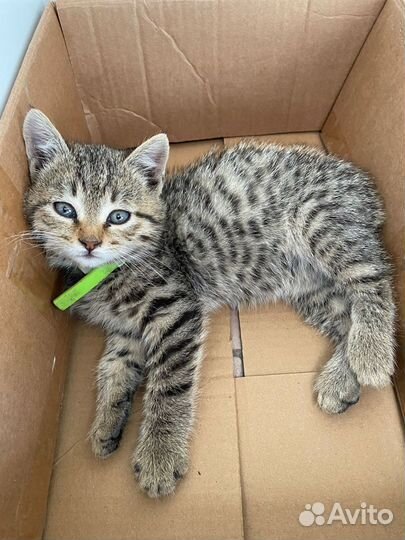 Котёнок