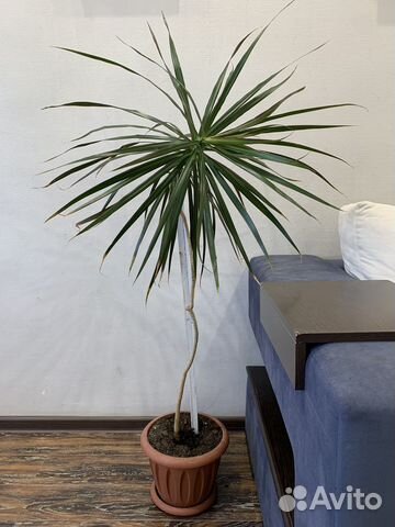 Пальма драцена