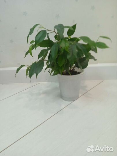Фикус бенджамина