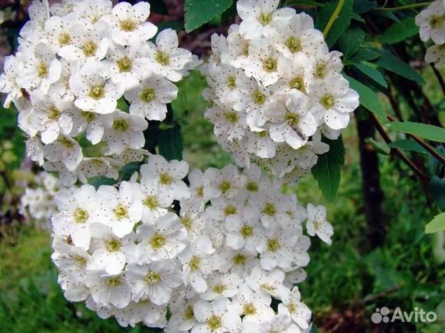 Спирея кустовая многолетняя