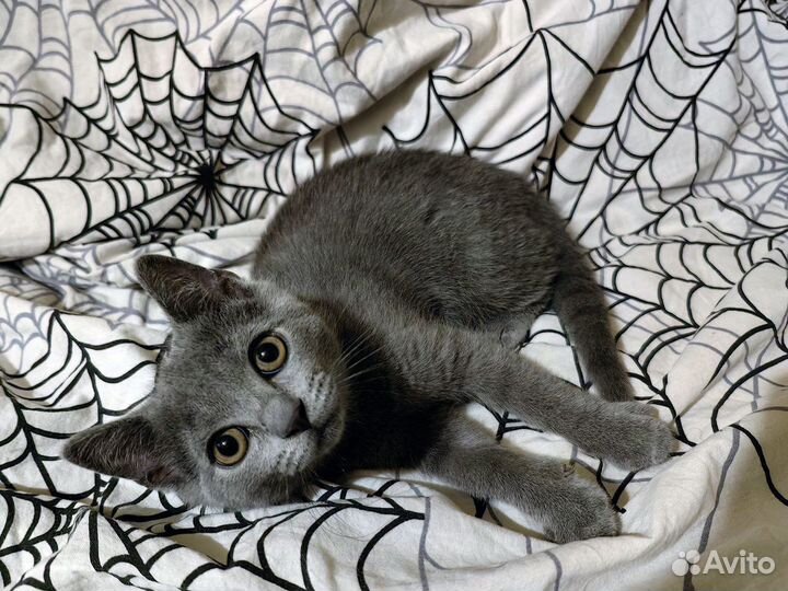 Серый котенок мальчик