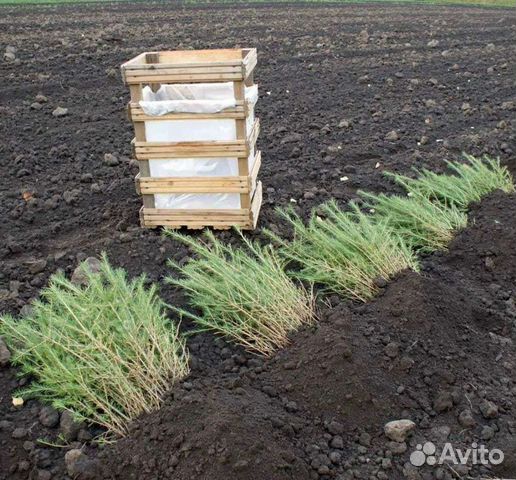 Сеянцы ели окс