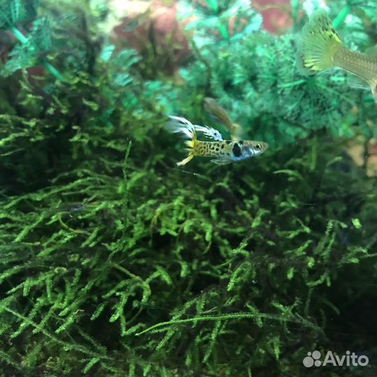 Леопардовые рыбки гуппи