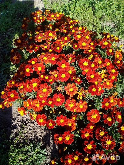 Бархотки кустовые