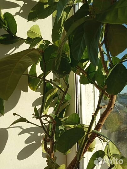 Лимонное дерево с плодами