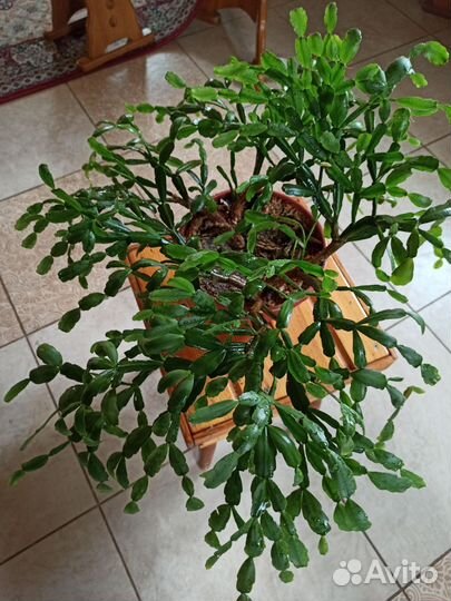 Декабрист зигокактус