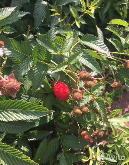 Малина тибетская или розолистная