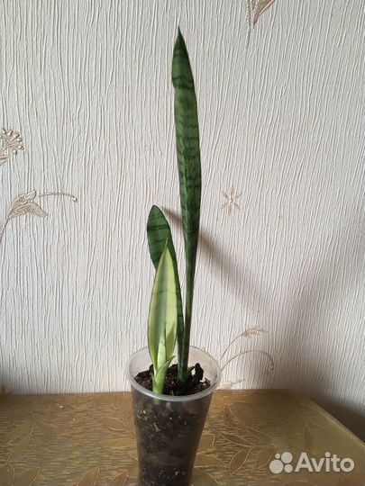 Сансевиерии разные