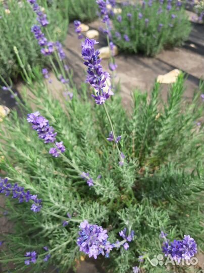 Лаванда Розы
