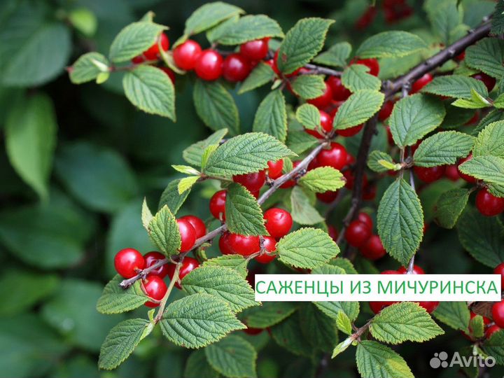 Саженцы на осень с бесплатной доставкой