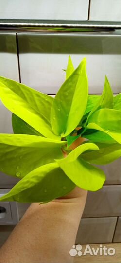 Эпипремнумы