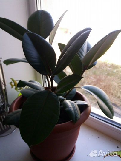 Фикус, юкка