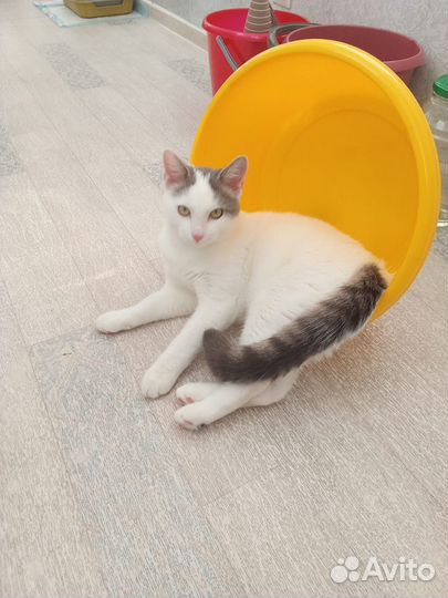 Кот в добрые руки