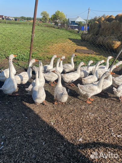 Продам гусей