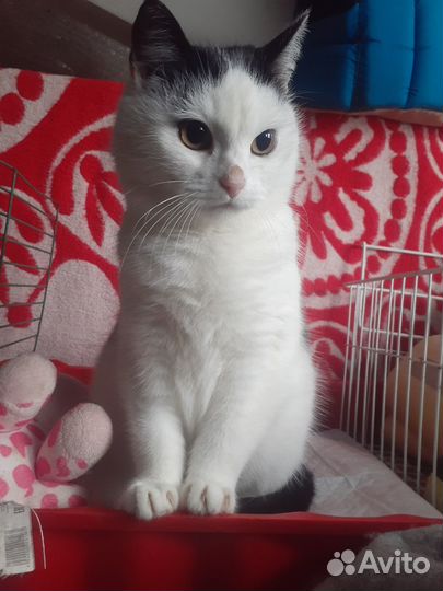 Кошка Ирви в поисках дома