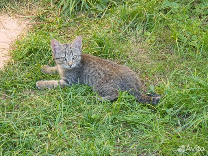 Котенок (мальчик) в добрые руки
