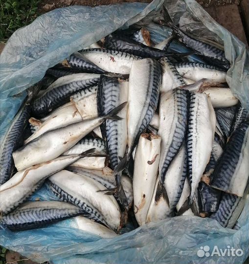 Рыбные головы