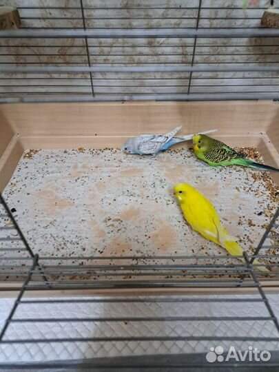 Волнистый попугай