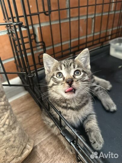 Малышарик котенок в добрые руки