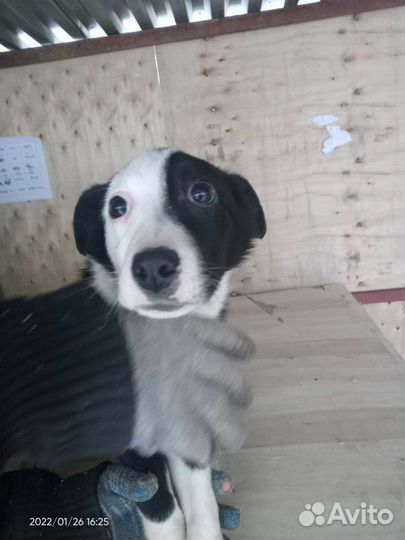 Щенок Лика 3 мес в дар