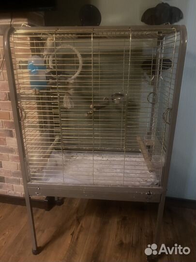 Попугай корелла говорящий с клеткой