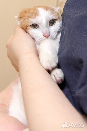 Котенок в добрые руки