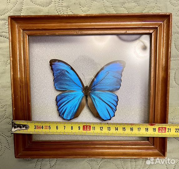 Бабочка Морфо Менелаус