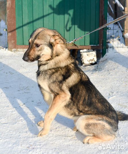 Собаки в свой дом
