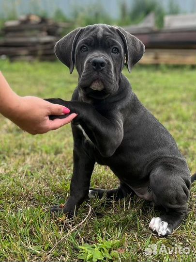 Щенки кане Корсо