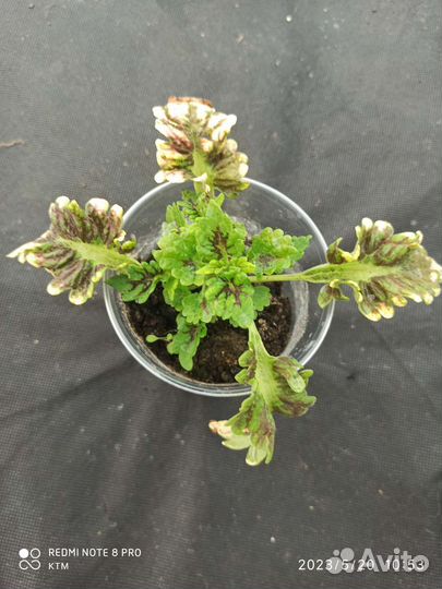 Колеусы вегетативные