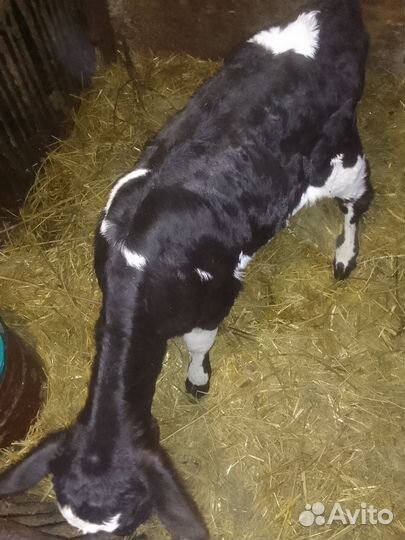 Продаю месячного теленка