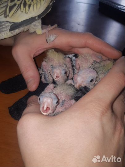 Попугай корелла птенцы