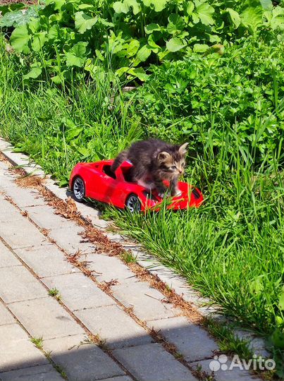 Котята в добрые руки бесплатно