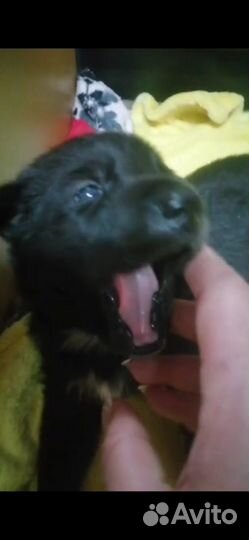 Щенки, отдам бесплатно