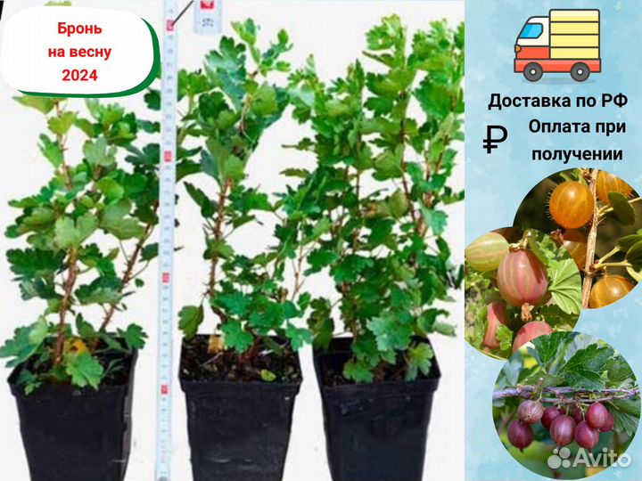 Саженцы крыжовника, Крыжовник