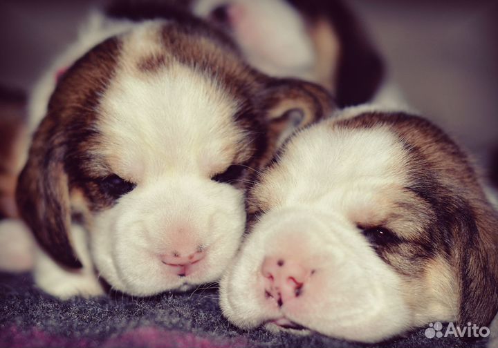 Щенки бигля