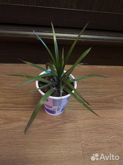 Комнатные цветы