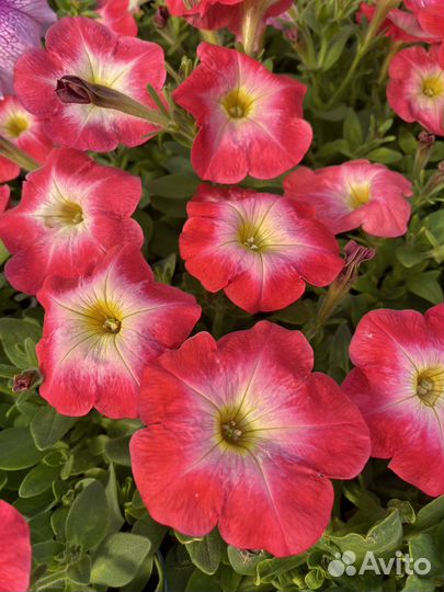 Петуния по 25р