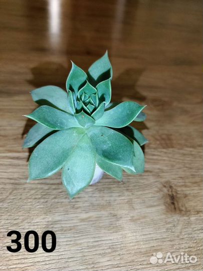 Суккуленты