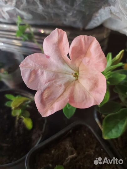 Петуния ампельная рассада