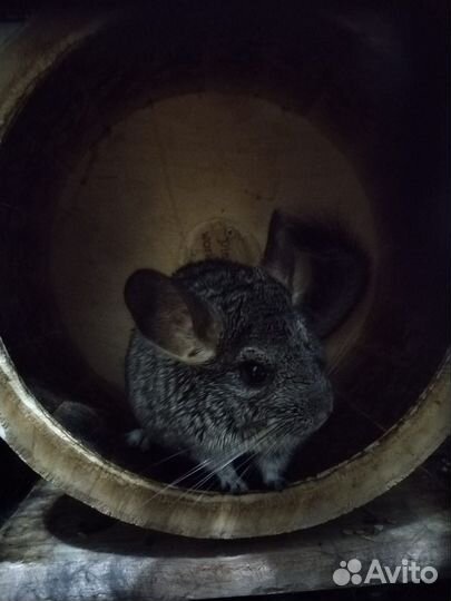 Шиншилла порода Гетероэбони