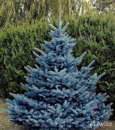 Ель голубая