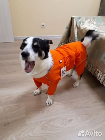 Комбинезон-дождевик для собаки